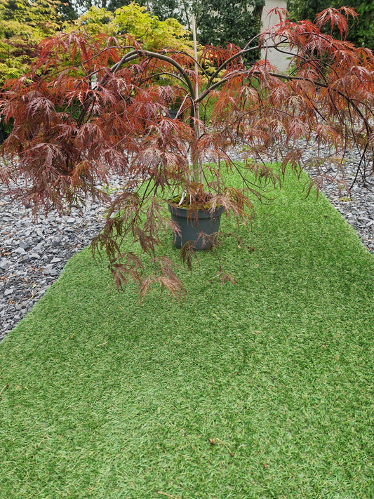Acer Palmatum 'Inaba-shidare' Japanese Maple