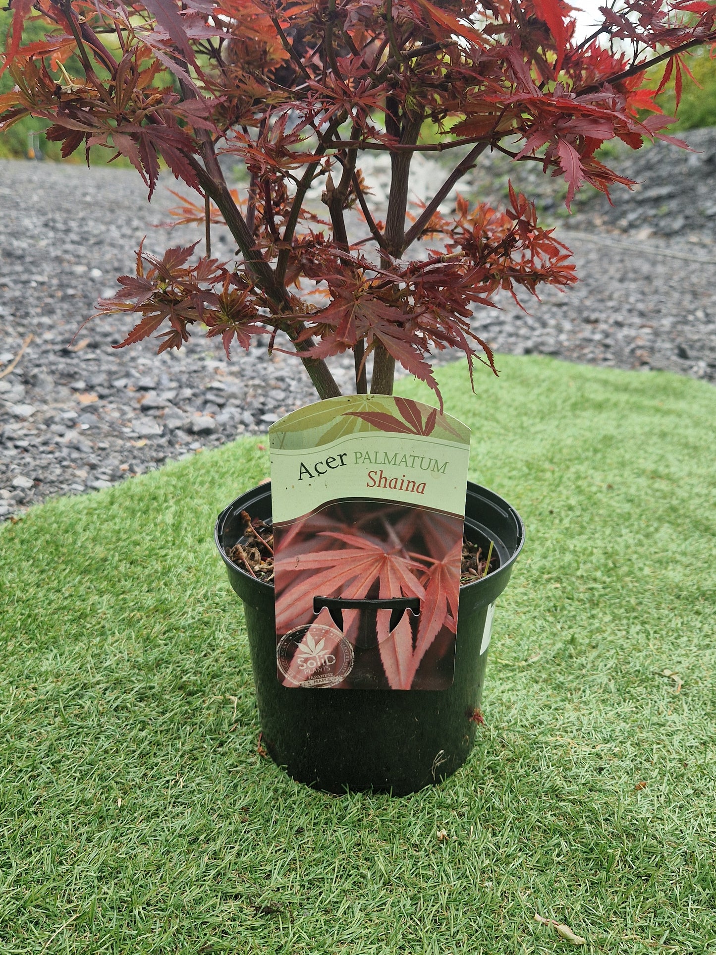 Acer Palmatum 'Shaina' Japanese Maple