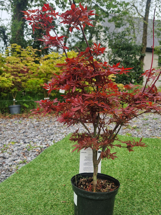 Acer Palmatum 'Shaina' Japanese Maple