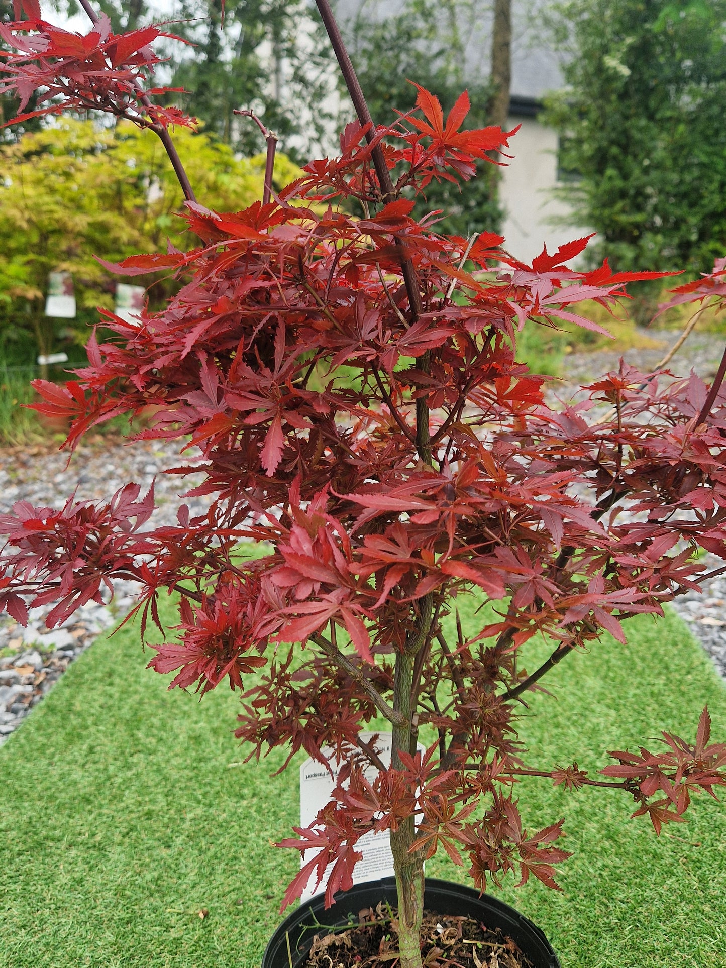 Acer Palmatum 'Shaina' Japanese Maple