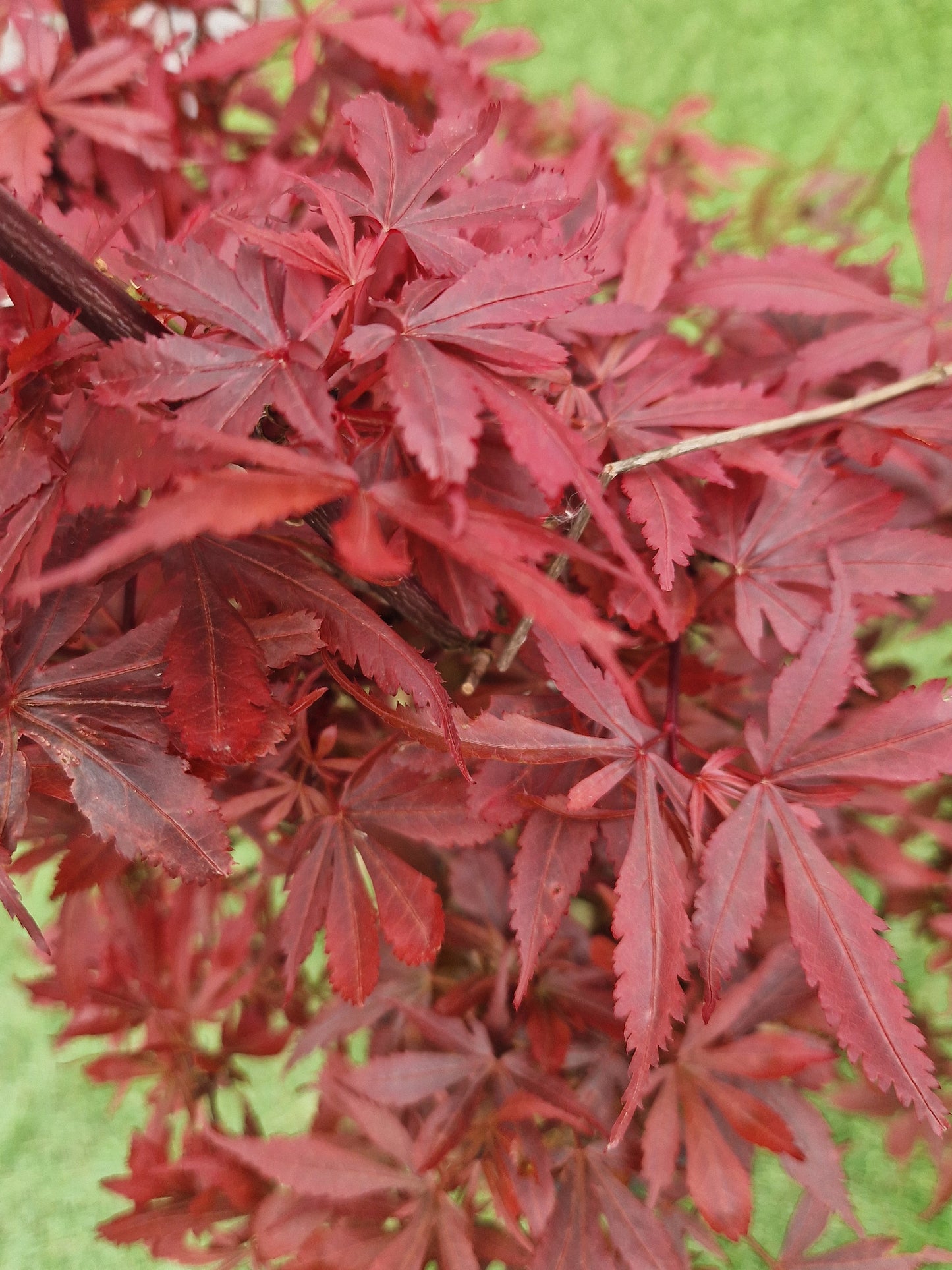 Acer Palmatum 'Shaina' Japanese Maple