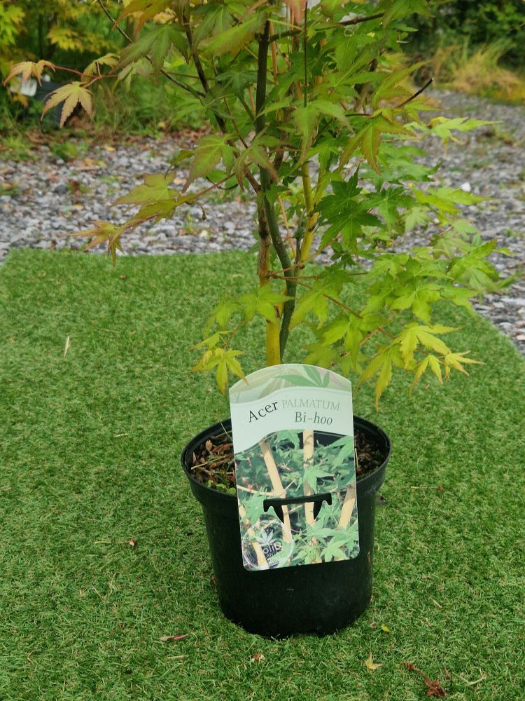 Acer Palmatum 'Bi Ho' Japanese Maple