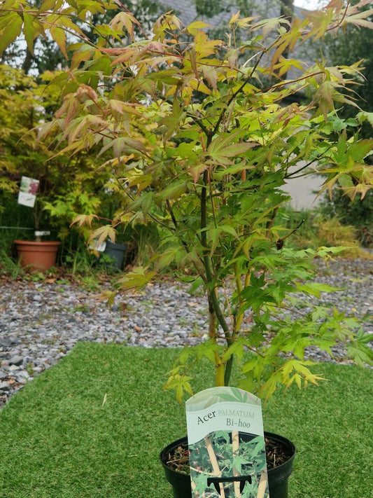 Acer Palmatum 'Bi Ho' Japanese Maple