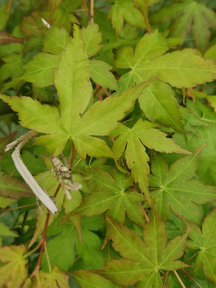 Acer Palmatum 'Bi Ho' Japanese Maple