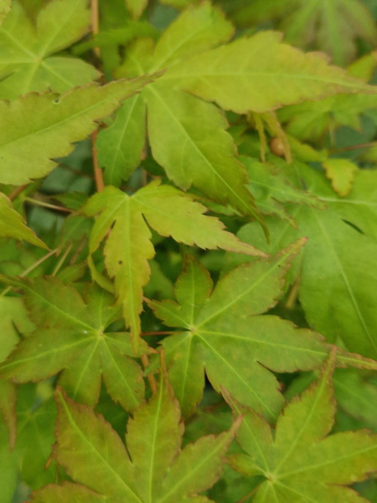 Acer Palmatum 'Bi Ho' Japanese Maple