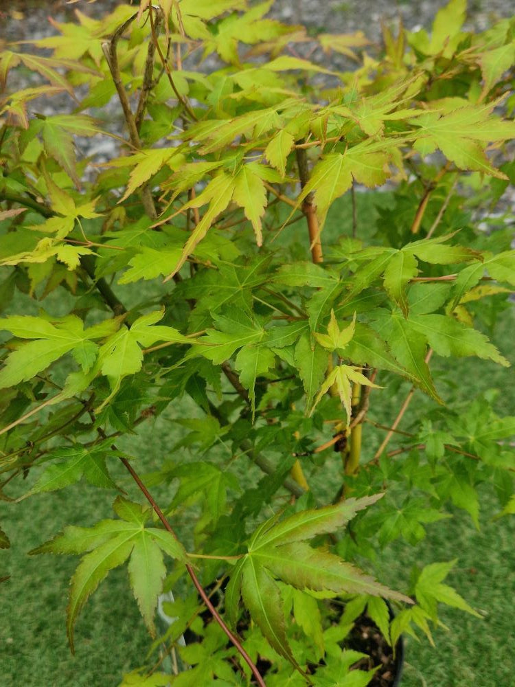Acer Palmatum 'Bi Ho' Japanese Maple