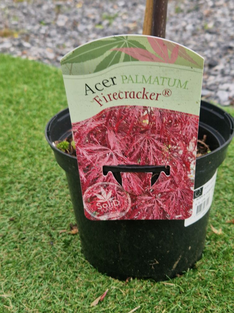Acer Palmatum 'Firecracker' Japanese Maple