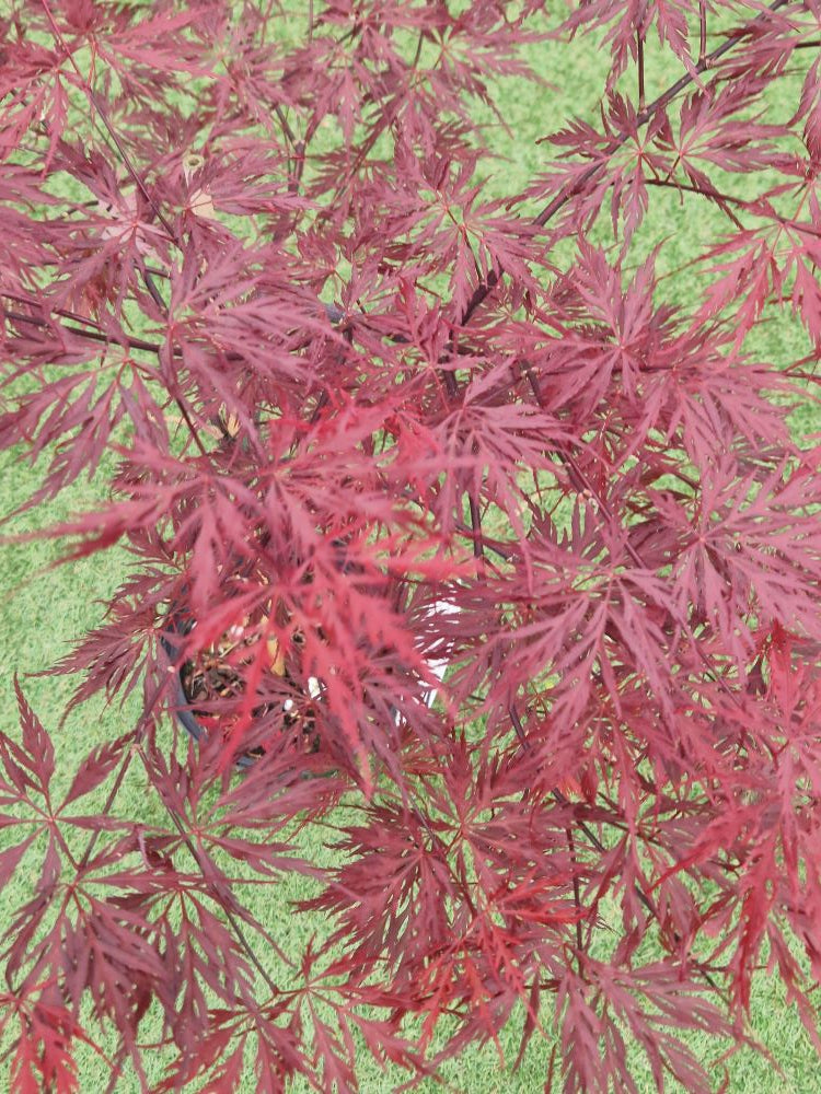 Acer Palmatum 'Firecracker' Japanese Maple