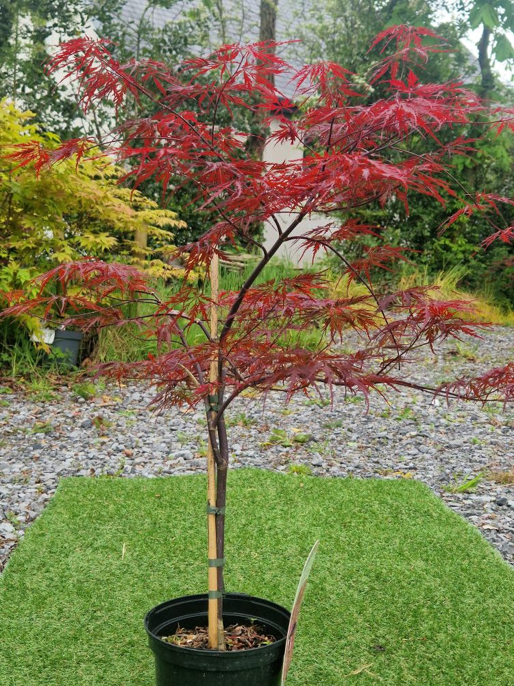 Acer Palmatum 'Firecracker' Japanese Maple