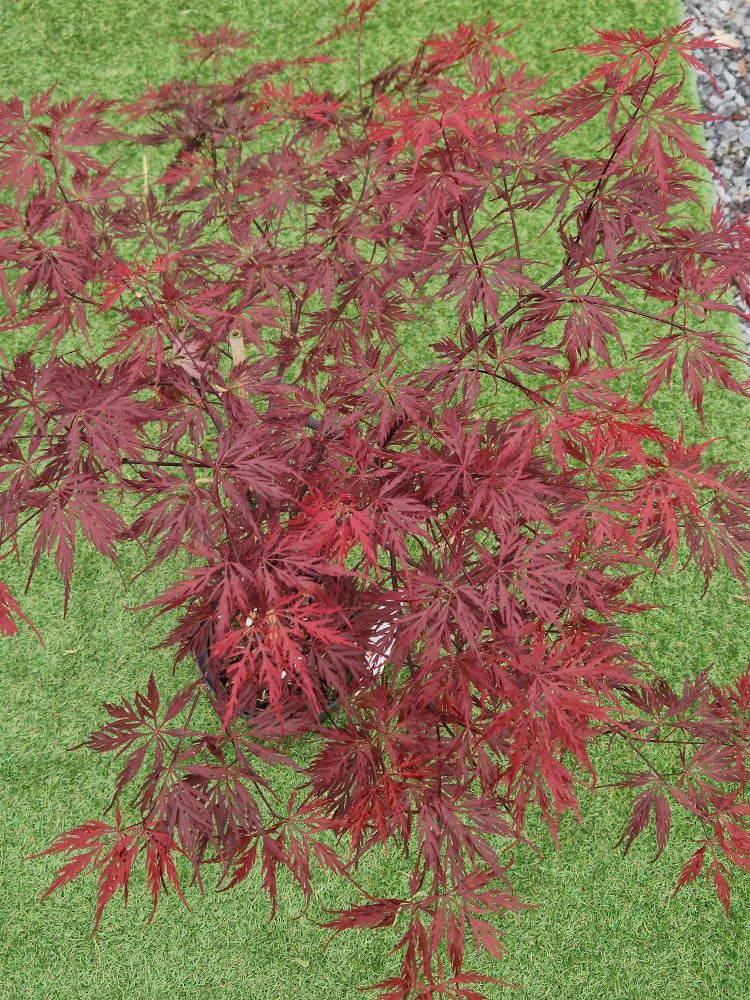Acer Palmatum 'Firecracker' Japanese Maple