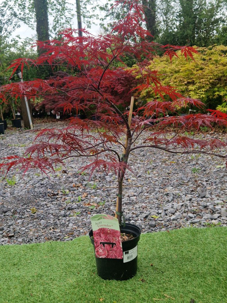 Acer Palmatum 'Firecracker' Japanese Maple