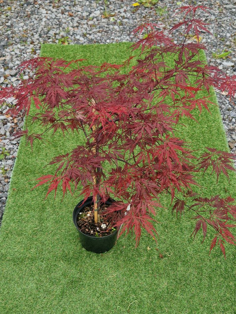 Acer Palmatum 'Firecracker' Japanese Maple