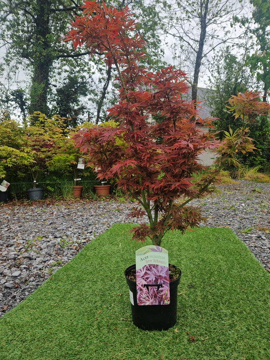 Acer Palmatum 'Jerre Schwartz' Japanese Maple