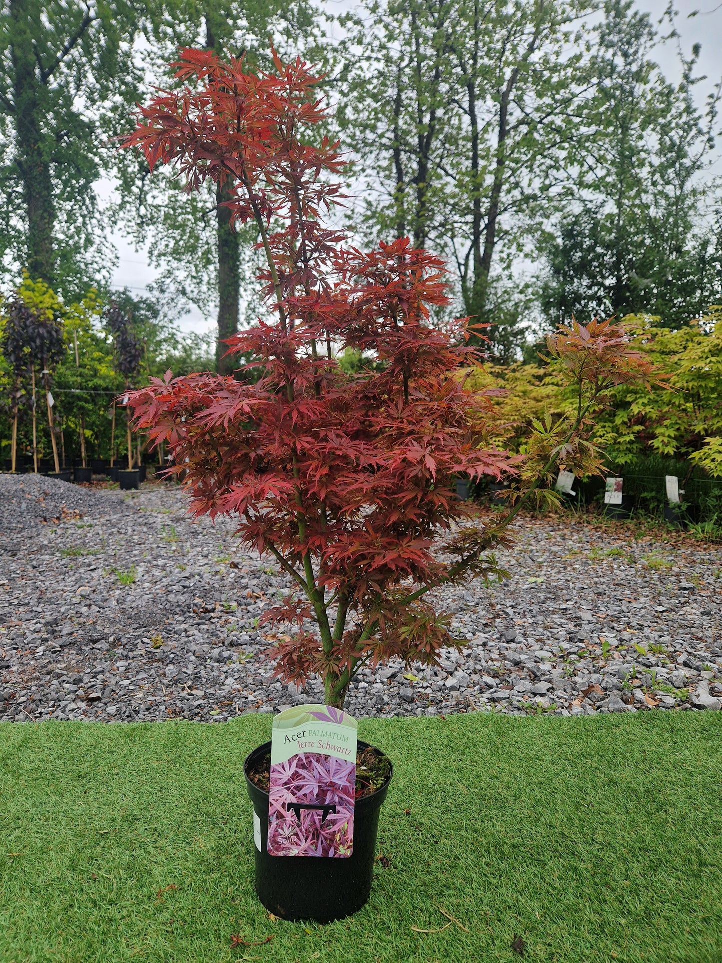 Acer Palmatum 'Jerre Schwartz' Japanese Maple