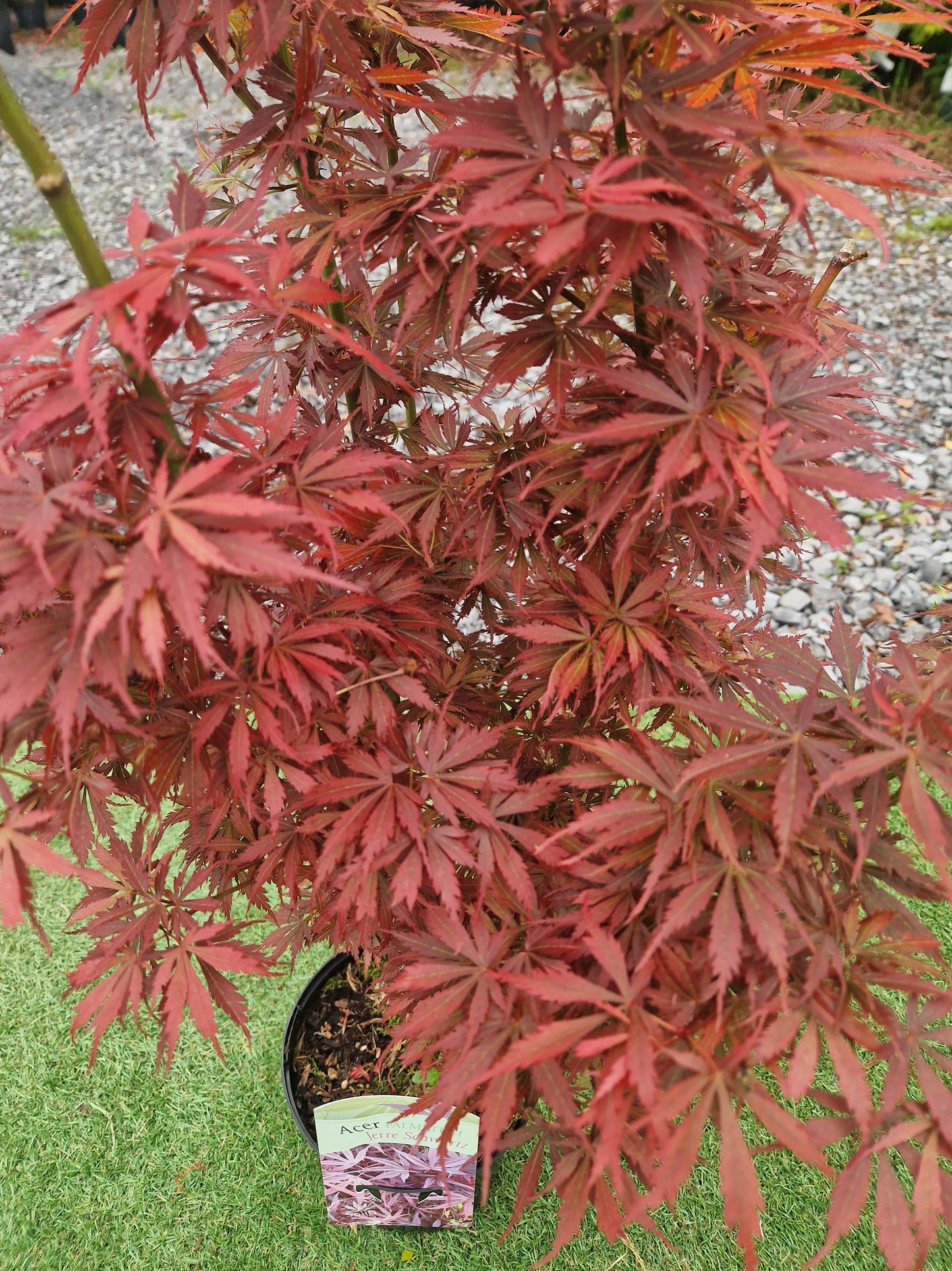 Acer Palmatum 'Jerre Schwartz' Japanese Maple