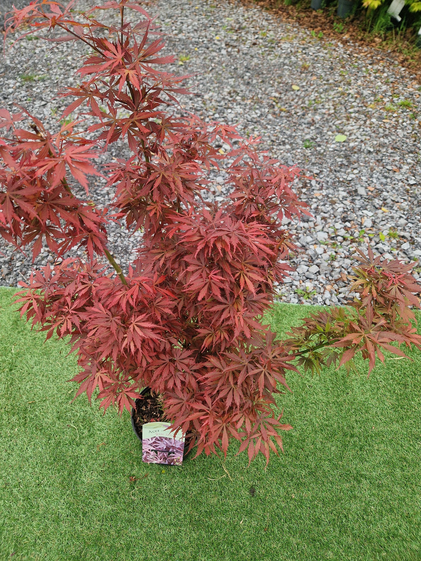 Acer Palmatum 'Jerre Schwartz' Japanese Maple