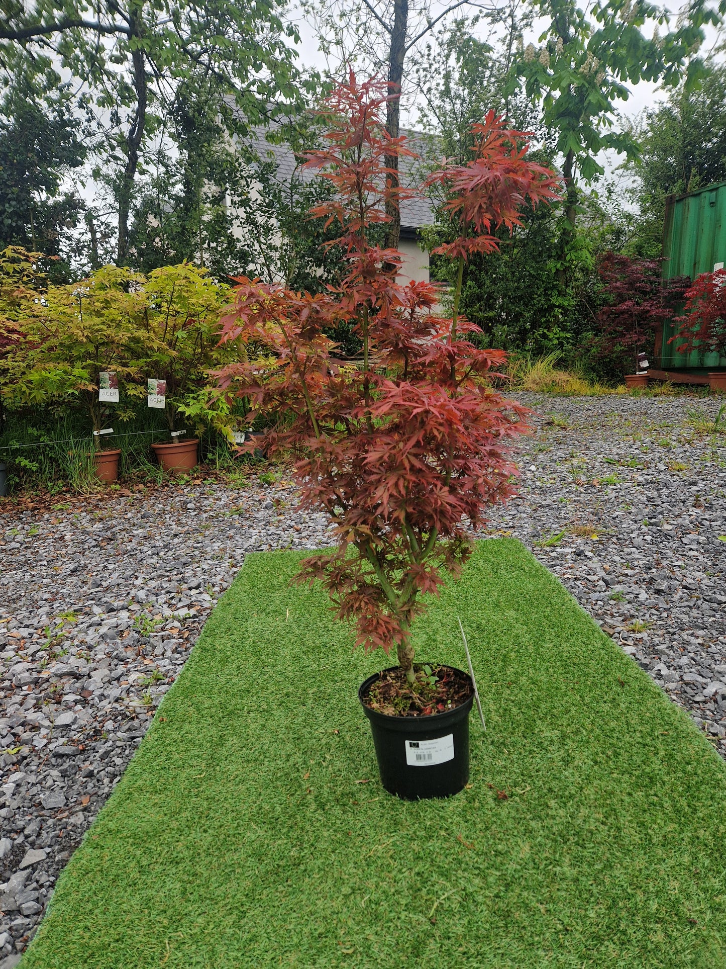 Acer Palmatum 'Jerre Schwartz' Japanese Maple