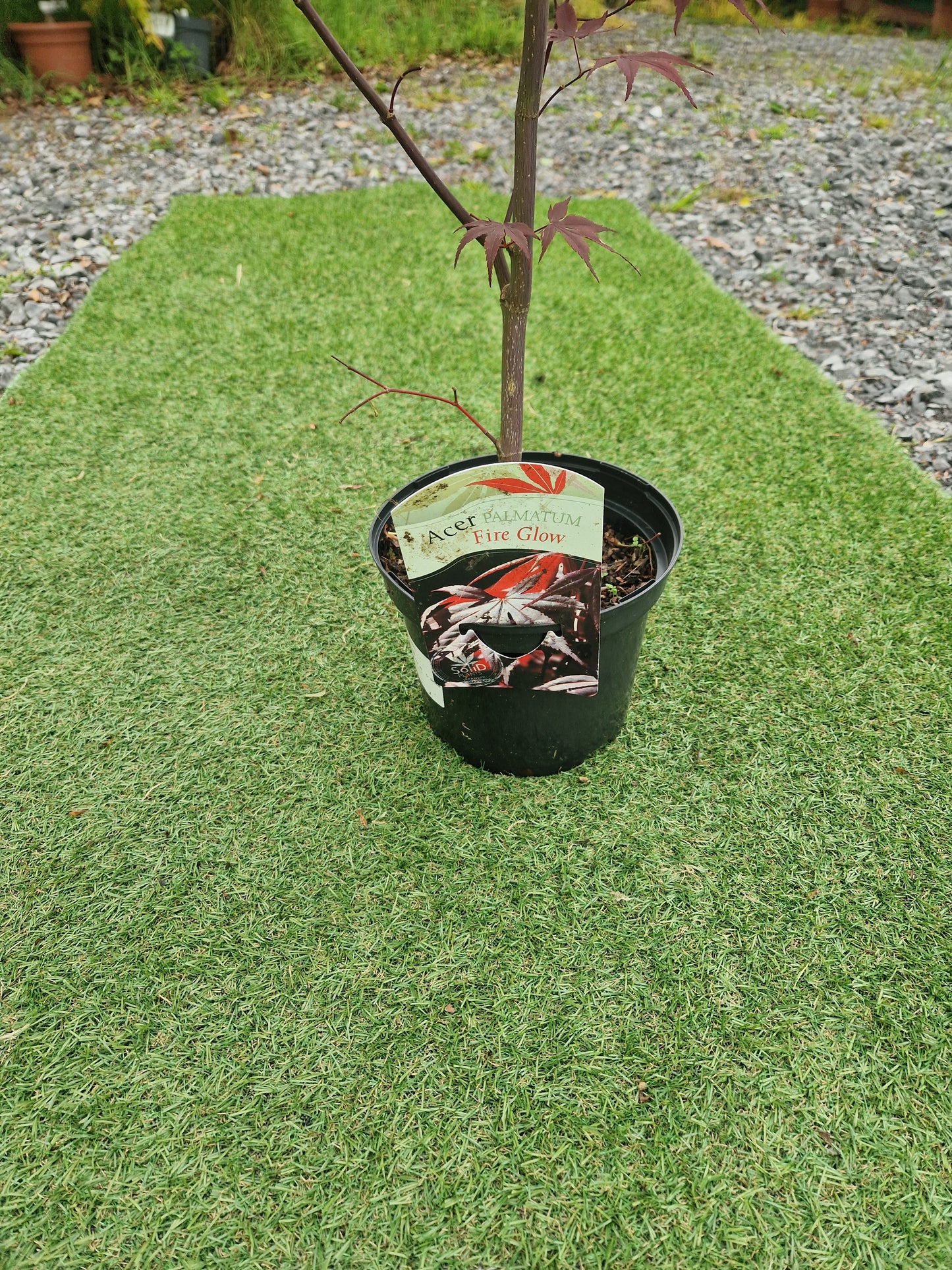 Acer Palmatum 'Fireglow' Japanese Maple