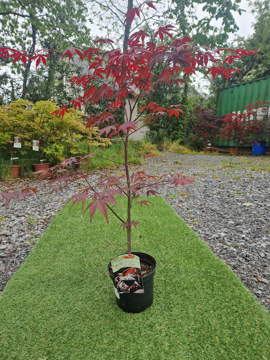 Acer Palmatum 'Fireglow' Japanese Maple