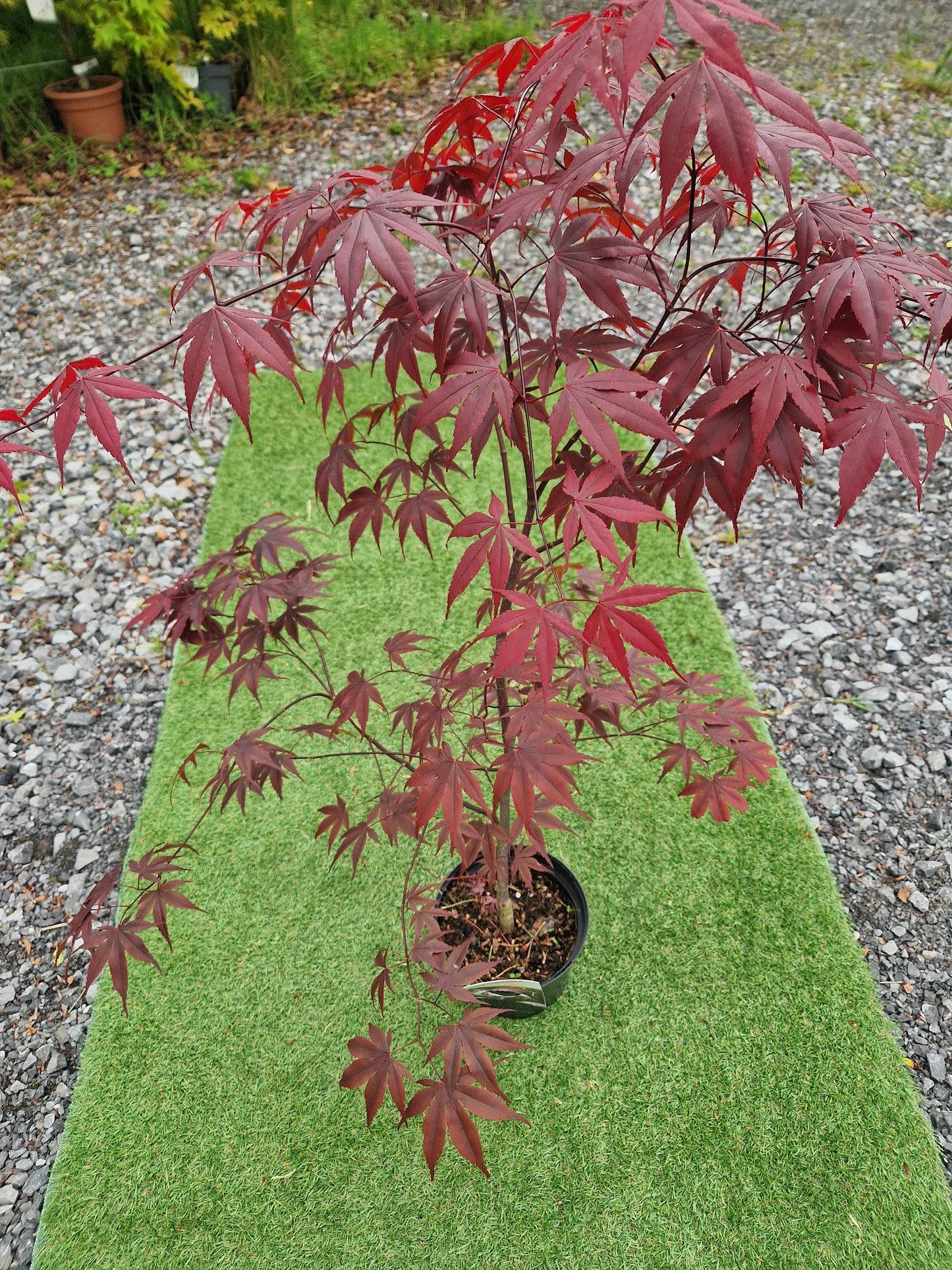Acer Palmatum 'Fireglow' Japanese Maple
