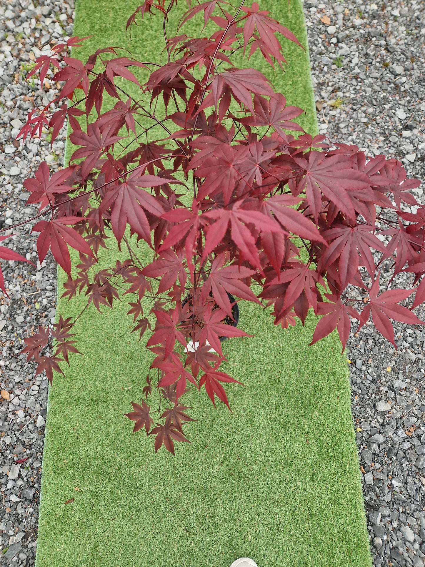 Acer Palmatum 'Fireglow' Japanese Maple