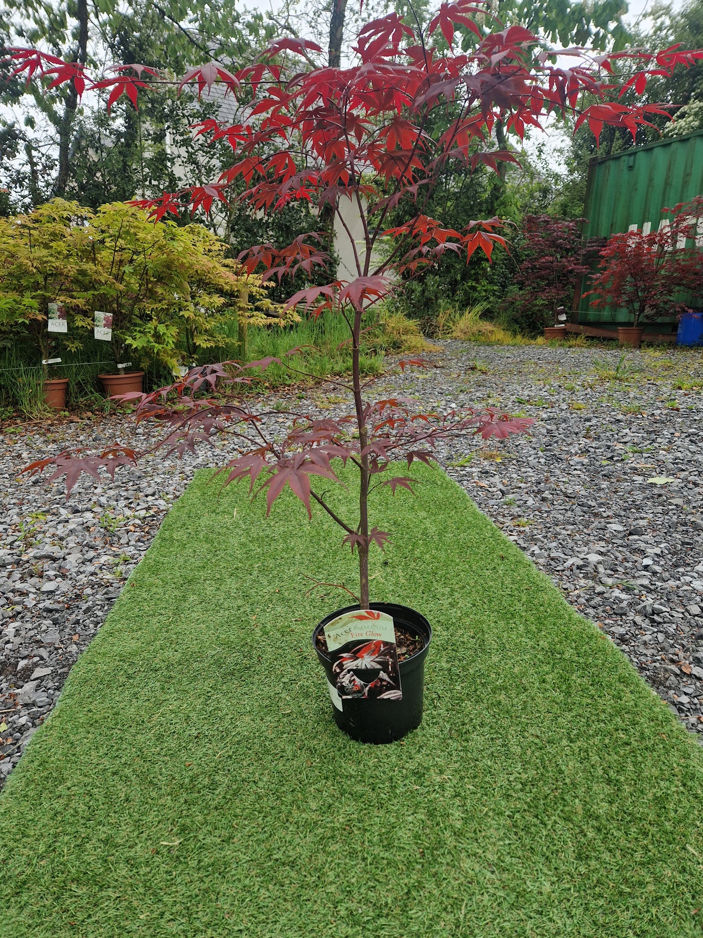 Acer Palmatum 'Fireglow' Japanese Maple