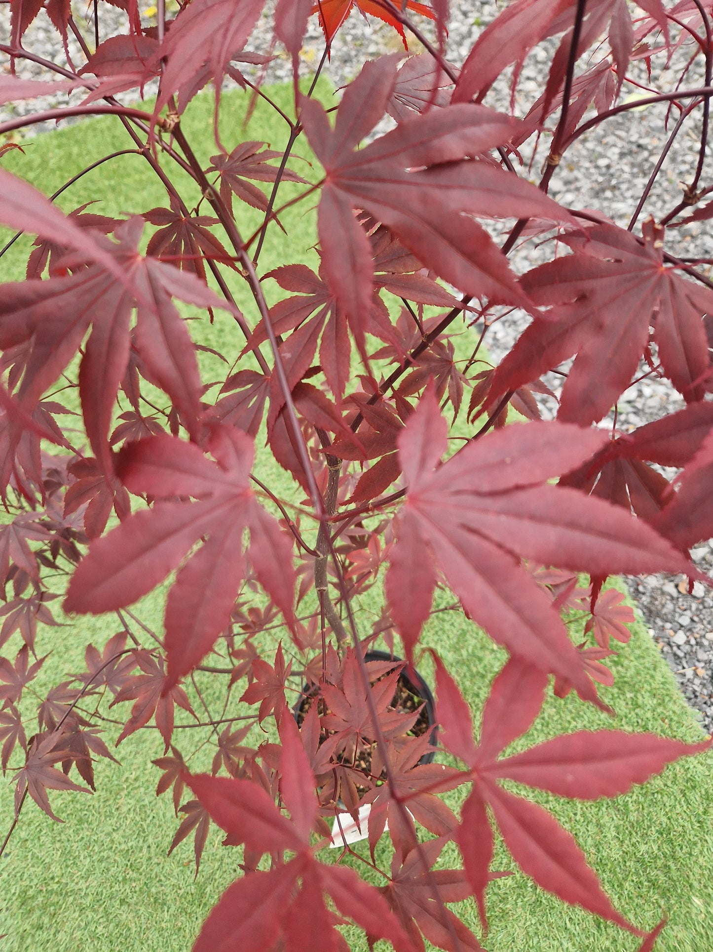 Acer Palmatum 'Fireglow' Japanese Maple