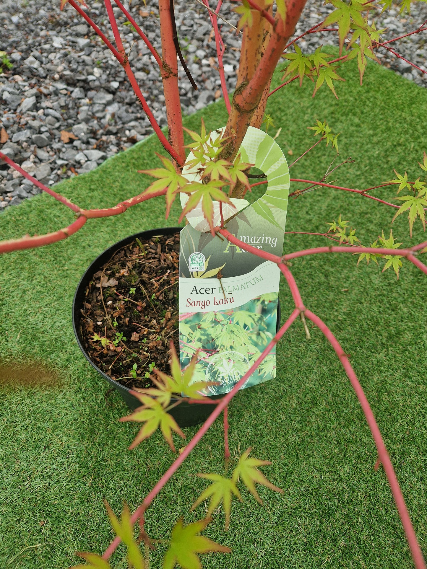 Acer Palmatum 'Sango-kaku' (Coral Bark Japanese Maple)