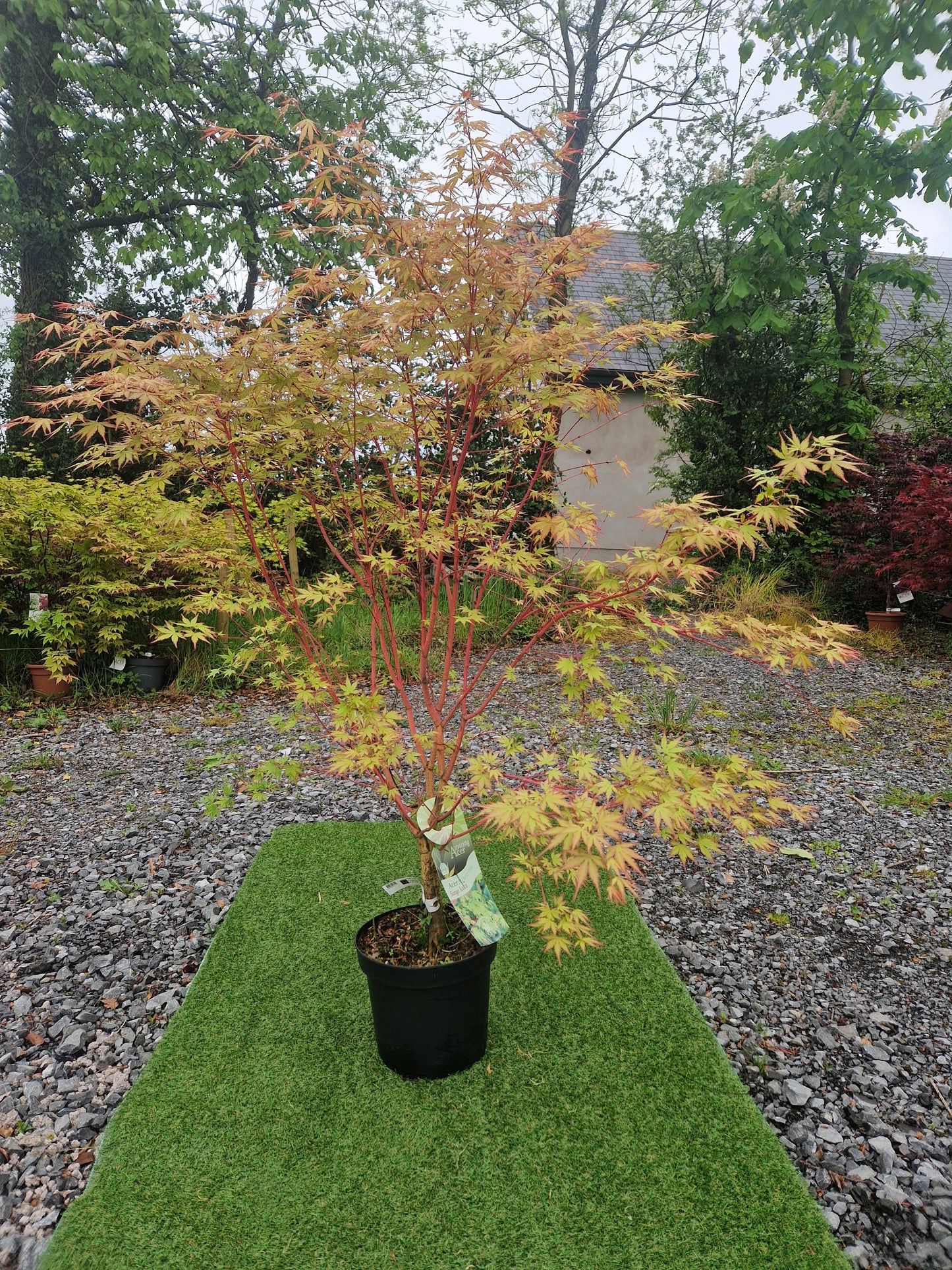 Acer Palmatum 'Sango-kaku' (Coral Bark Japanese Maple)