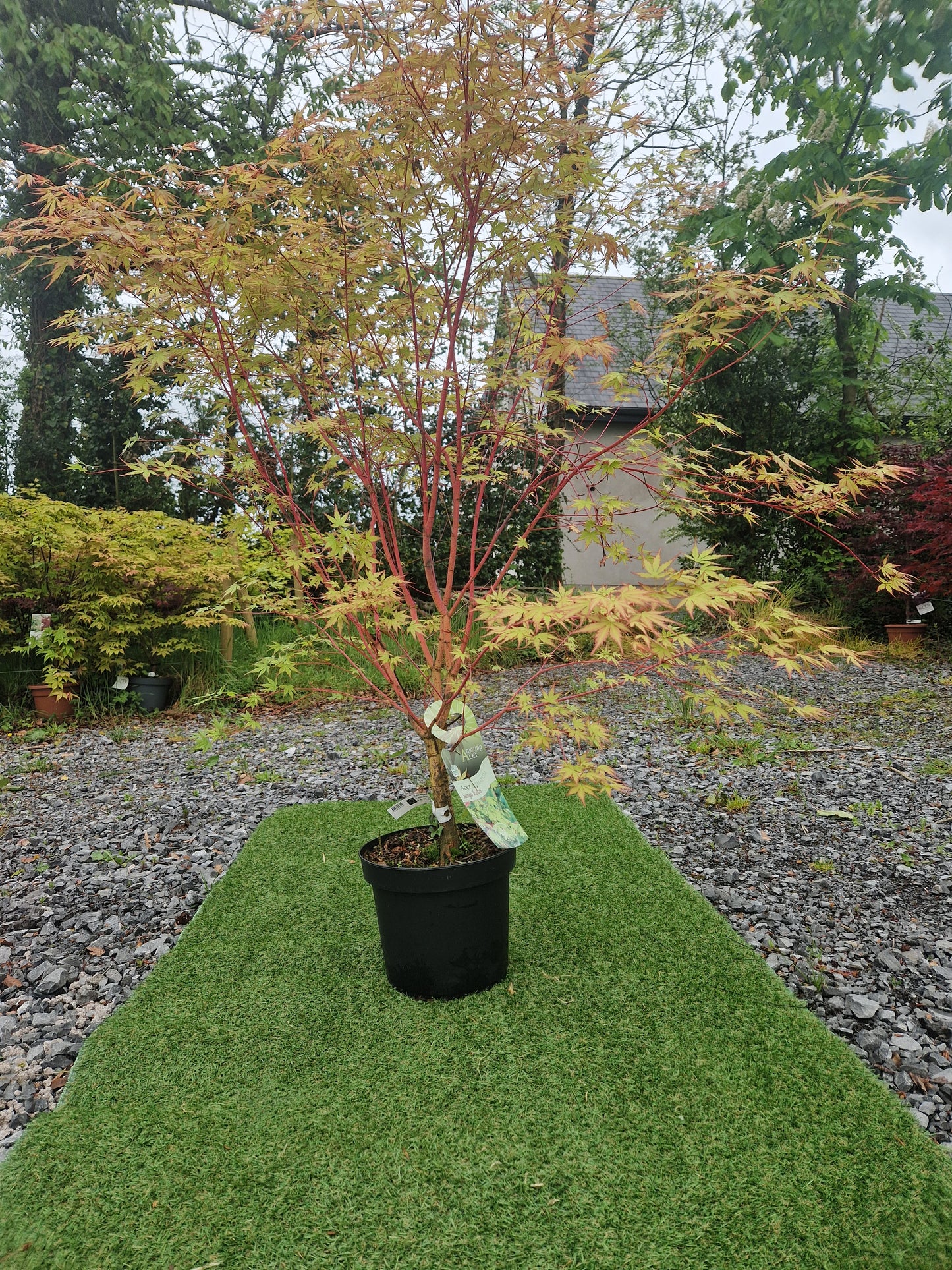 Acer Palmatum 'Sango-kaku' (Coral Bark Japanese Maple)