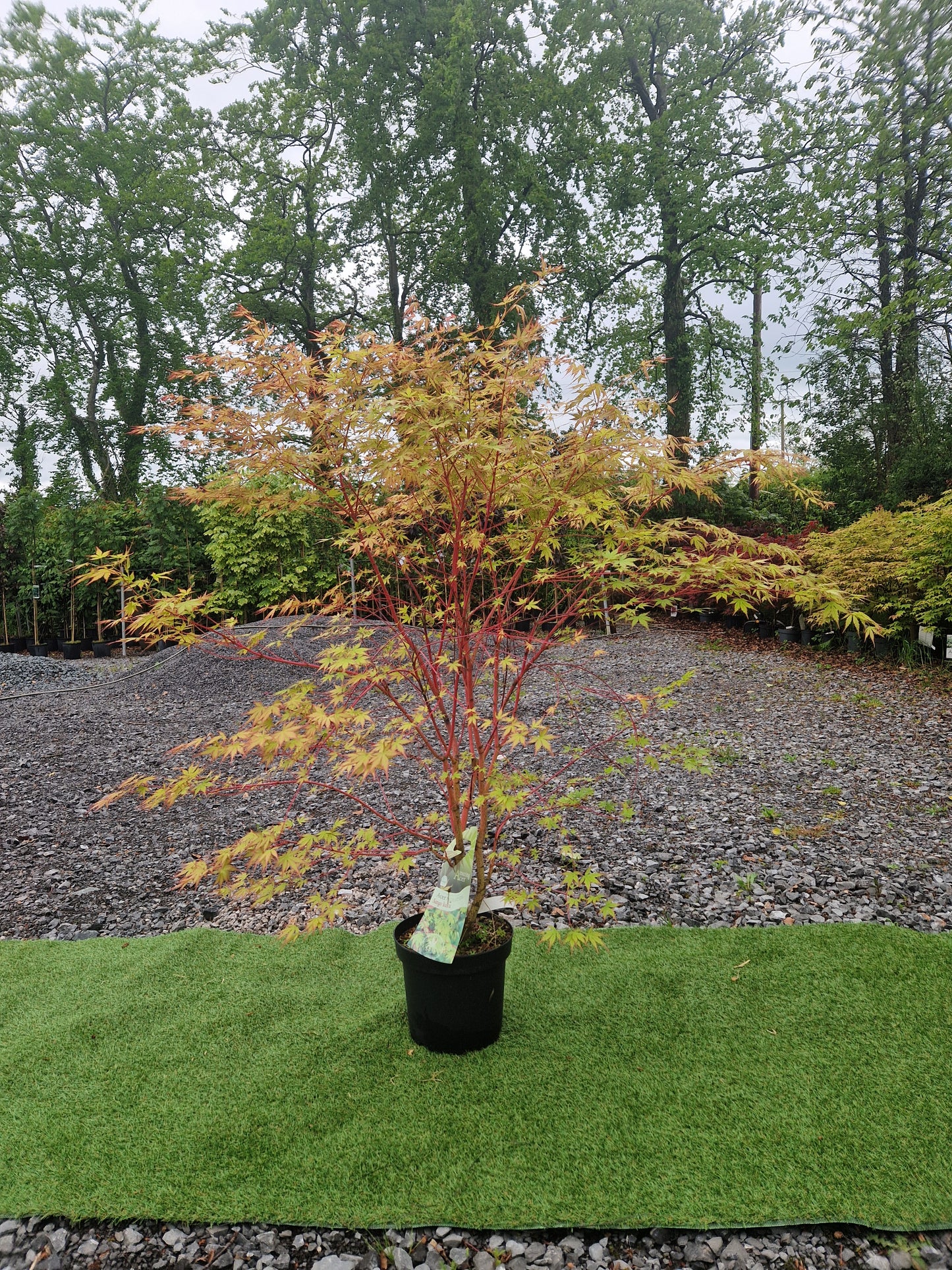 Acer Palmatum 'Sango-kaku' (Coral Bark Japanese Maple)