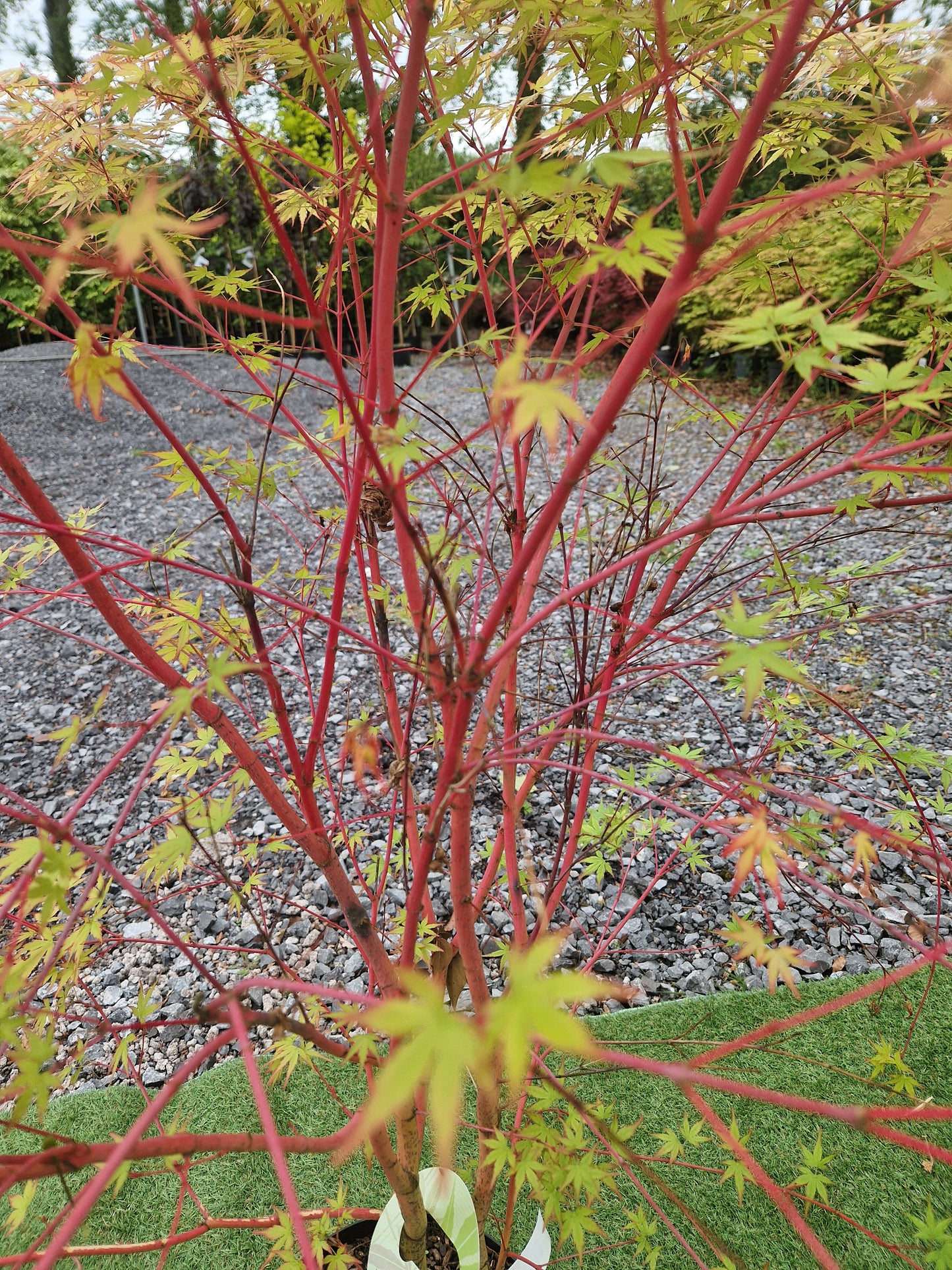 Acer Palmatum 'Sango-kaku' (Coral Bark Japanese Maple)
