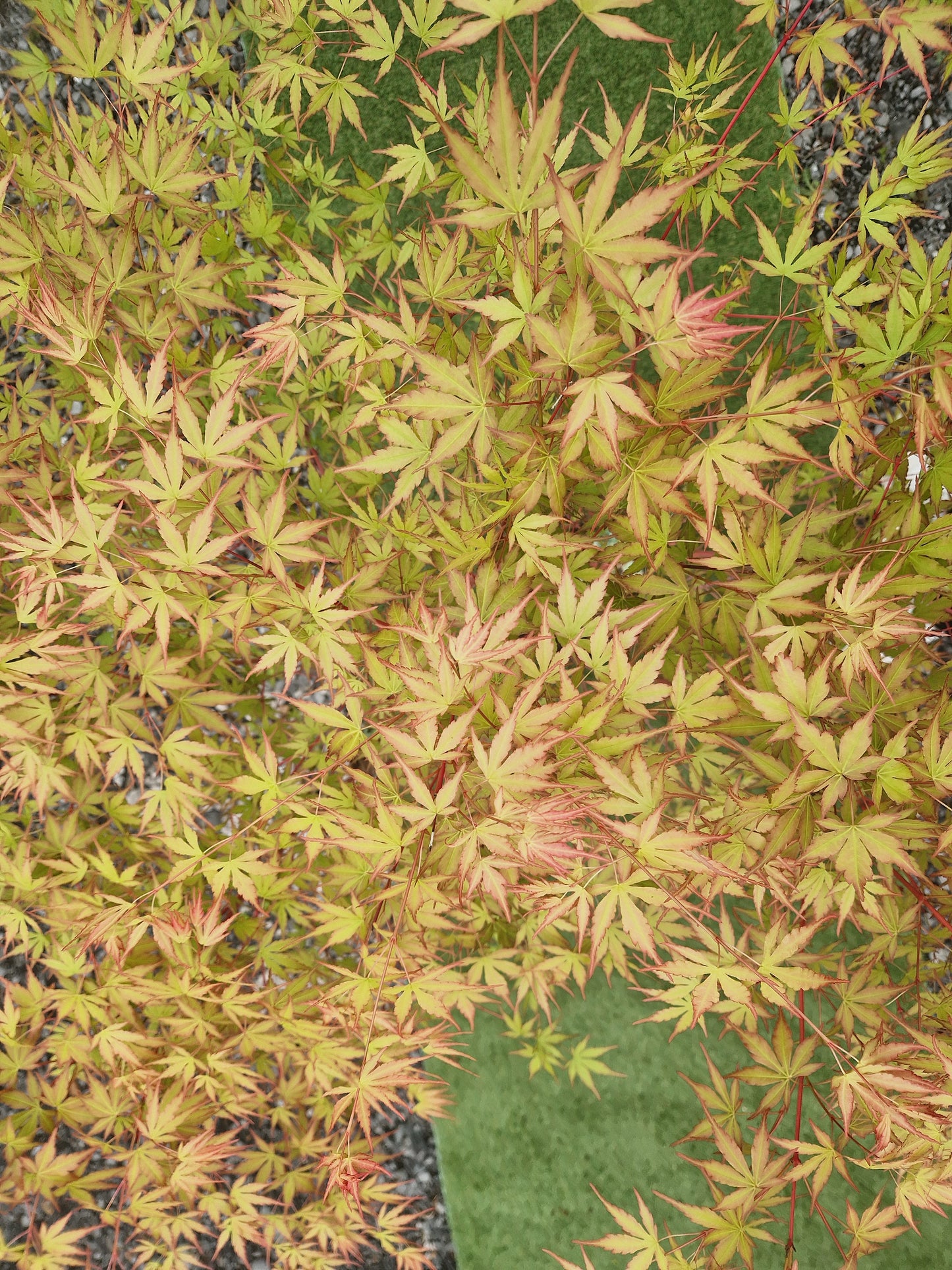 Acer Palmatum 'Sango-kaku' (Coral Bark Japanese Maple)