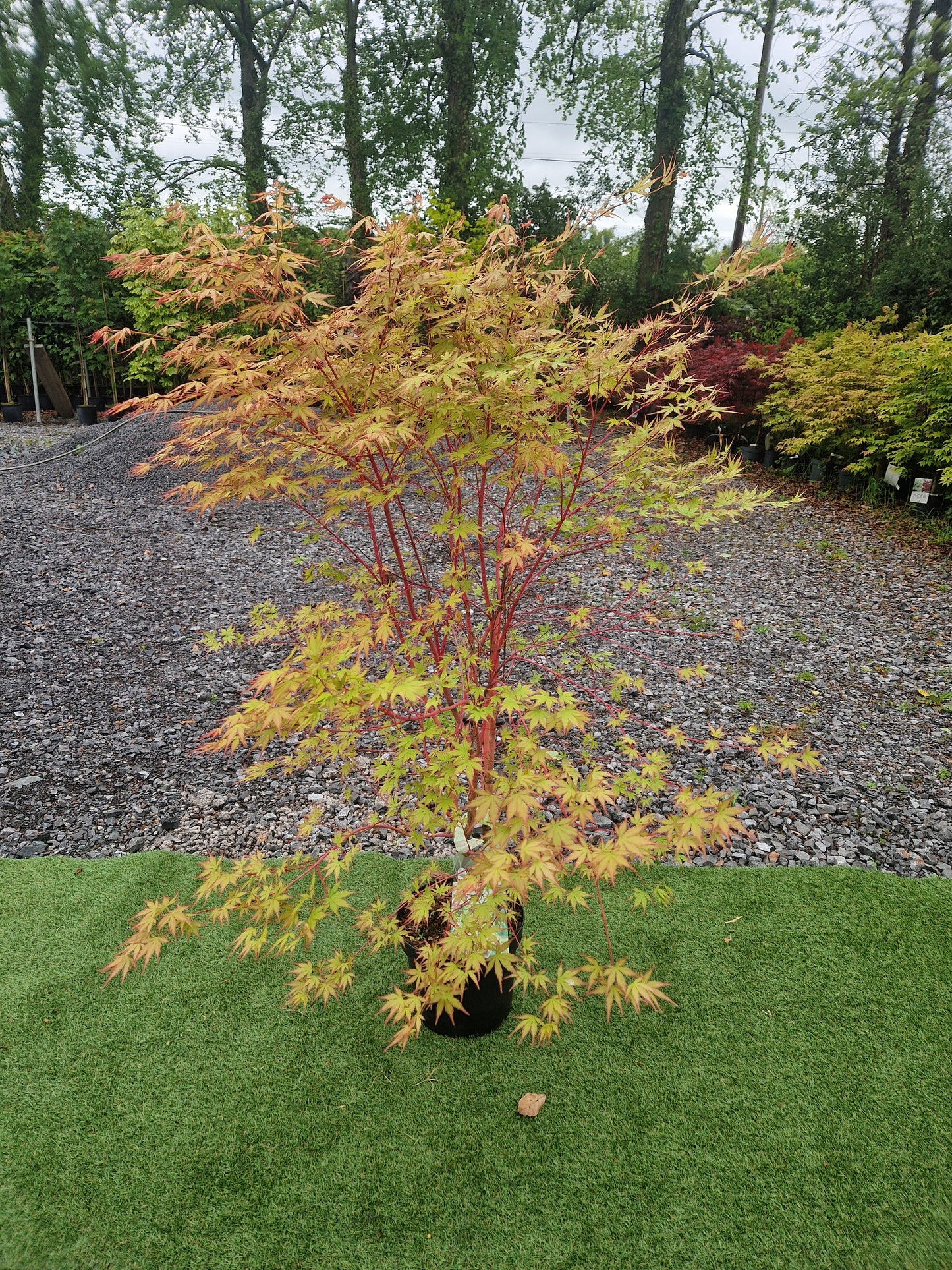 Acer Palmatum 'Sango-kaku' (Coral Bark Japanese Maple)