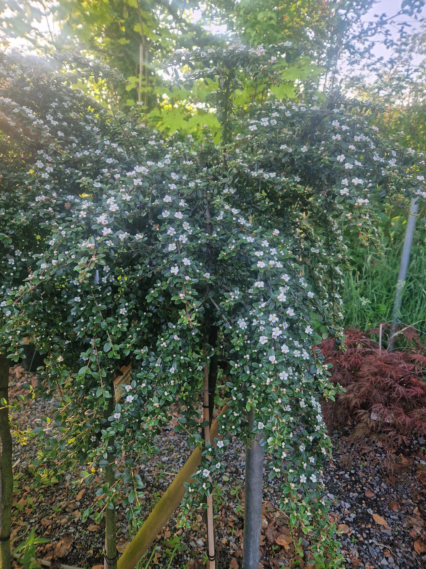 Cotonoeaster Coral Beauty - 1/2 standard