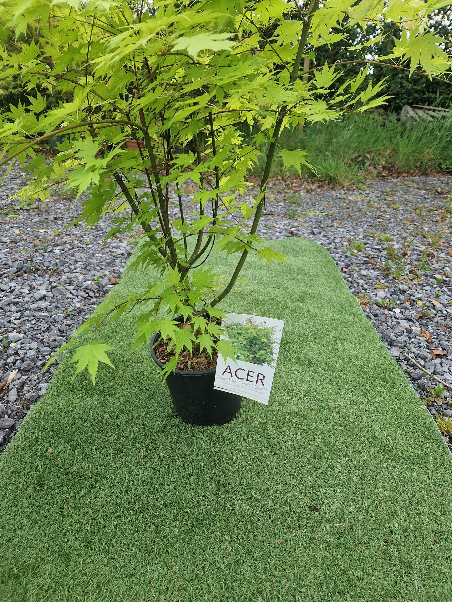 Acer Palmatum 'Orange Dream' Japanese Maple