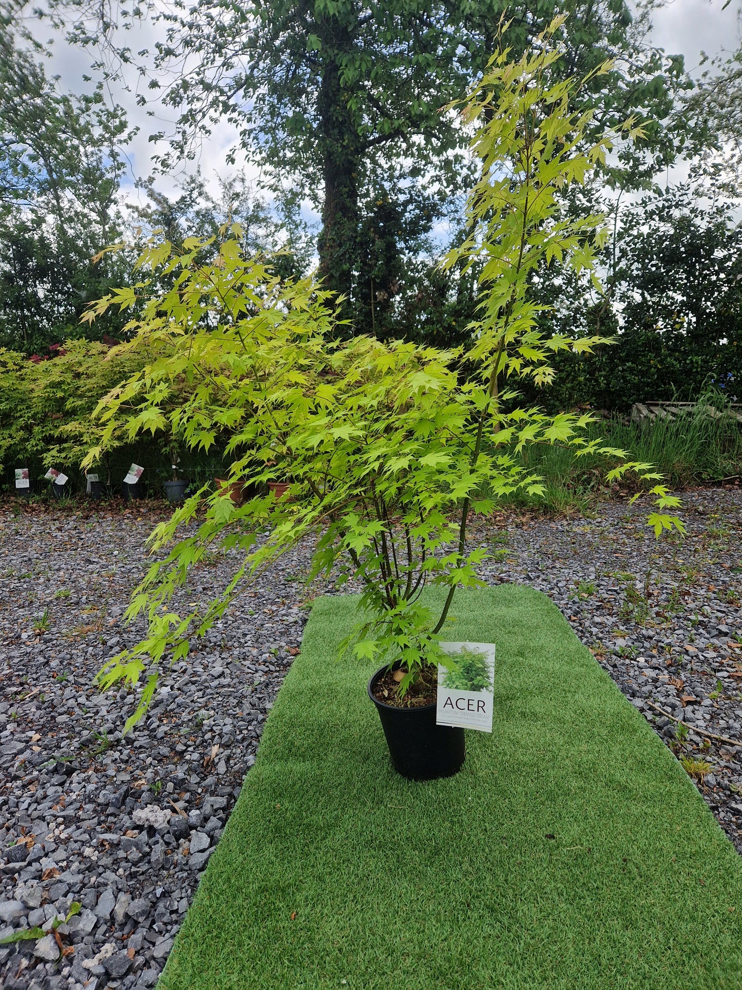 Acer Palmatum 'Orange Dream' Japanese Maple