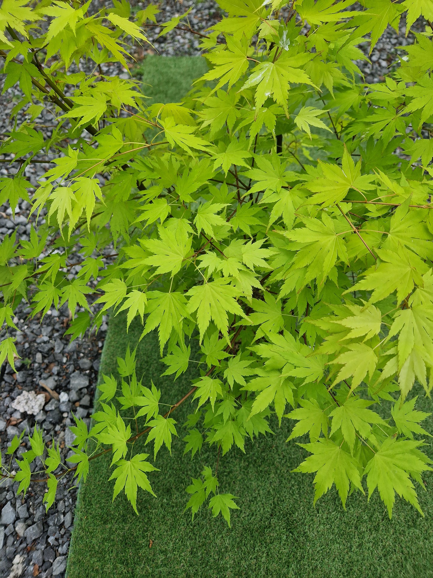 Acer Palmatum 'Orange Dream' Japanese Maple