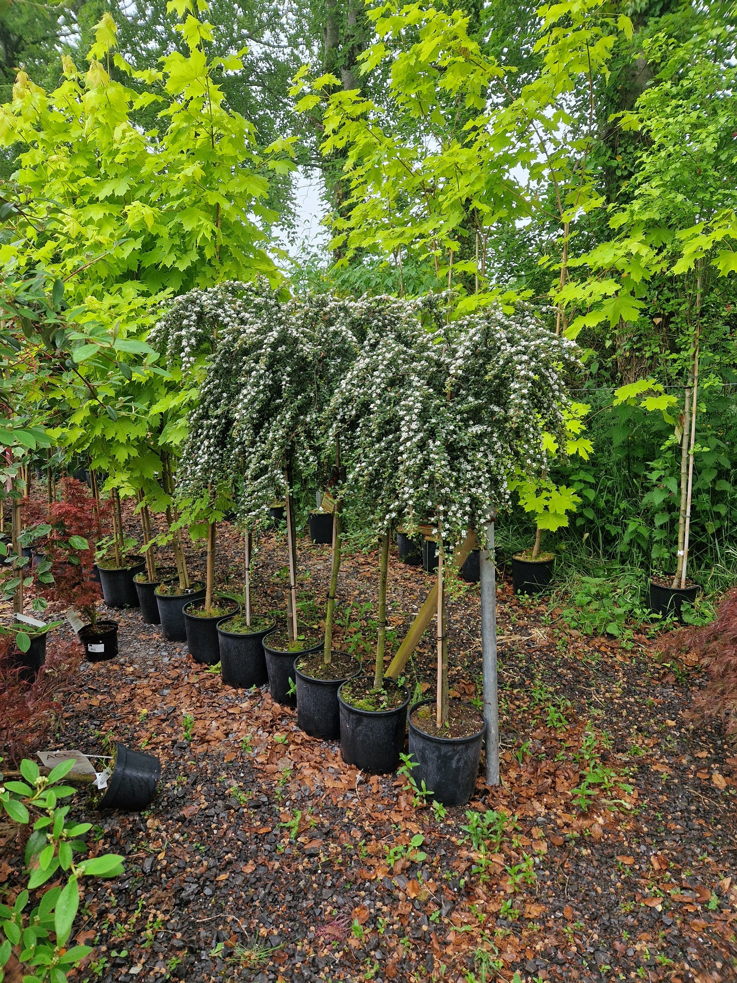Cotonoeaster Coral Beauty - 1/2 standard