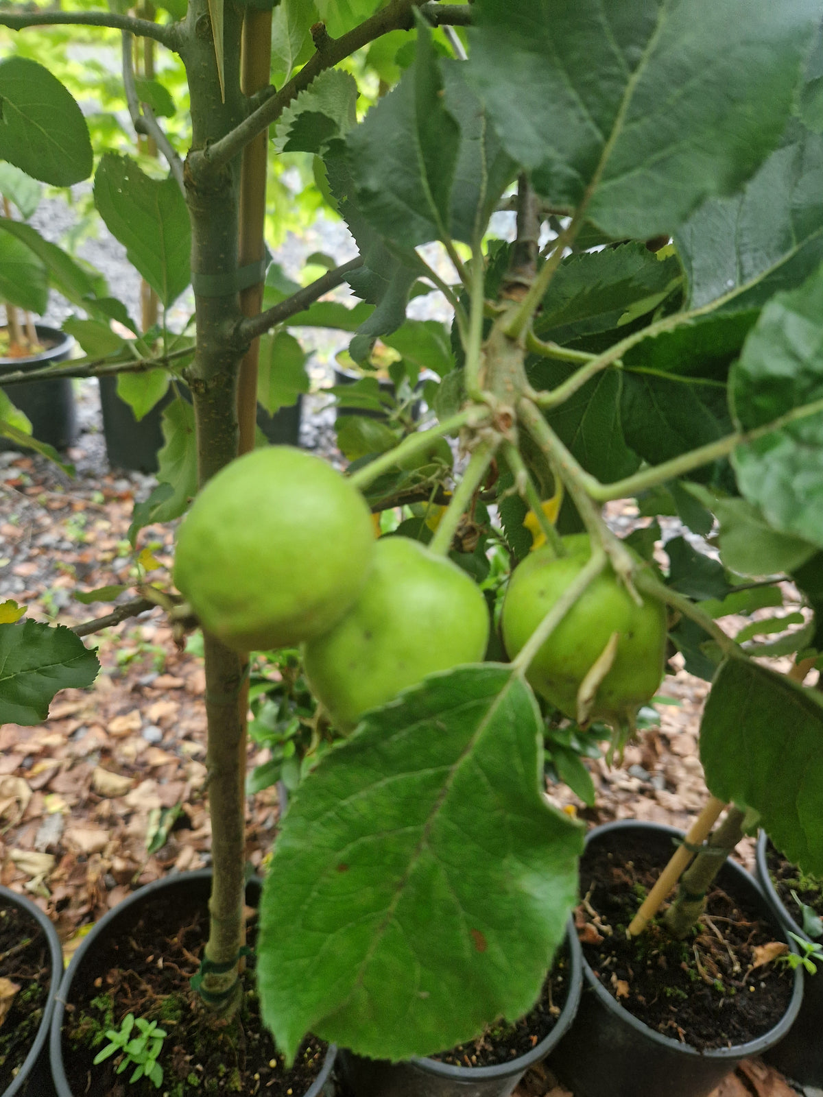 Apple Jonagold
