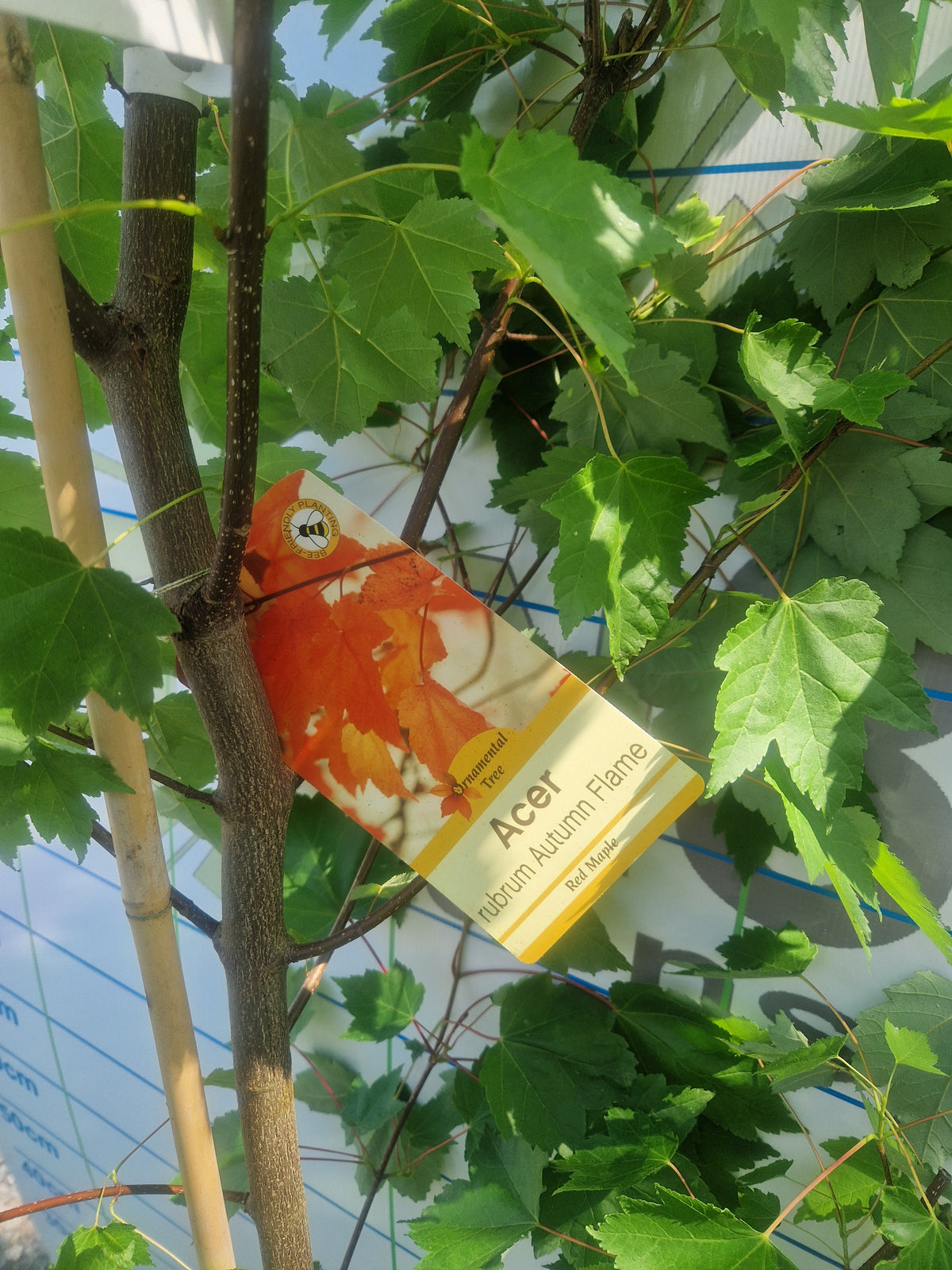 Acer Rubrum Autumn Flame