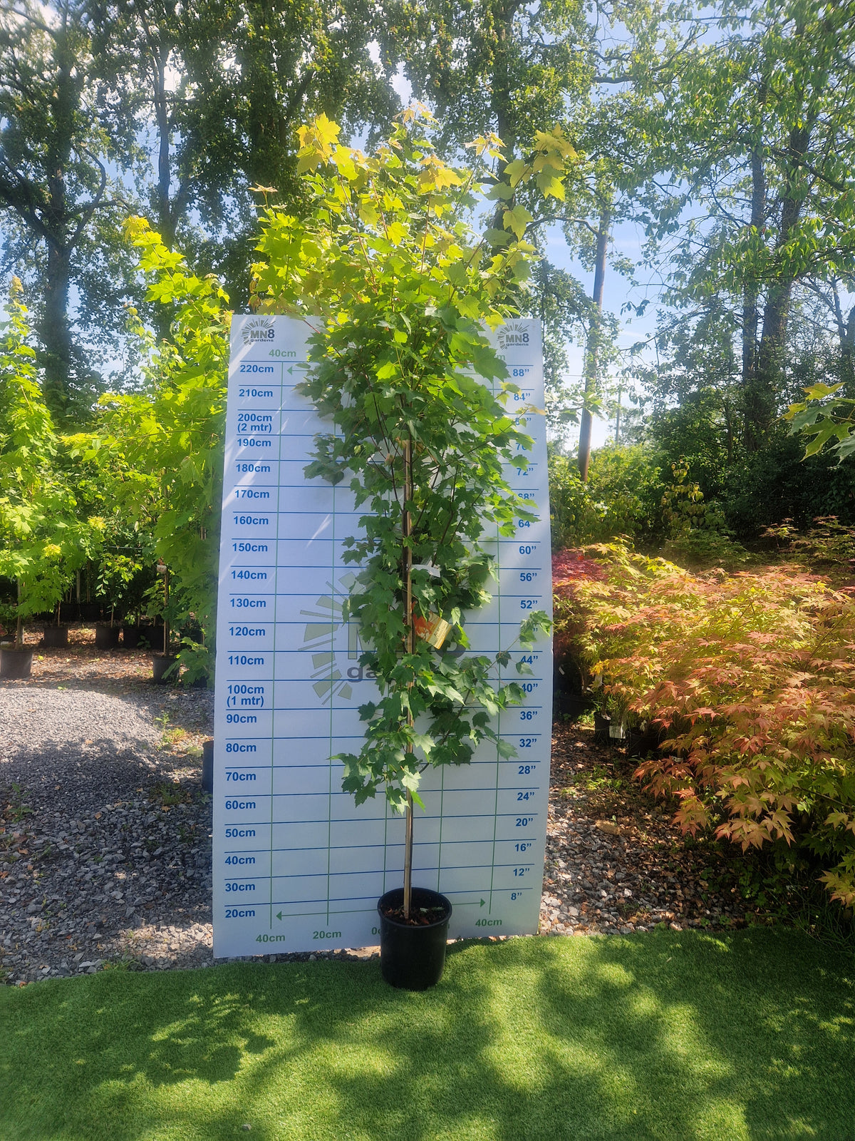 Acer Rubrum Autumn Flame