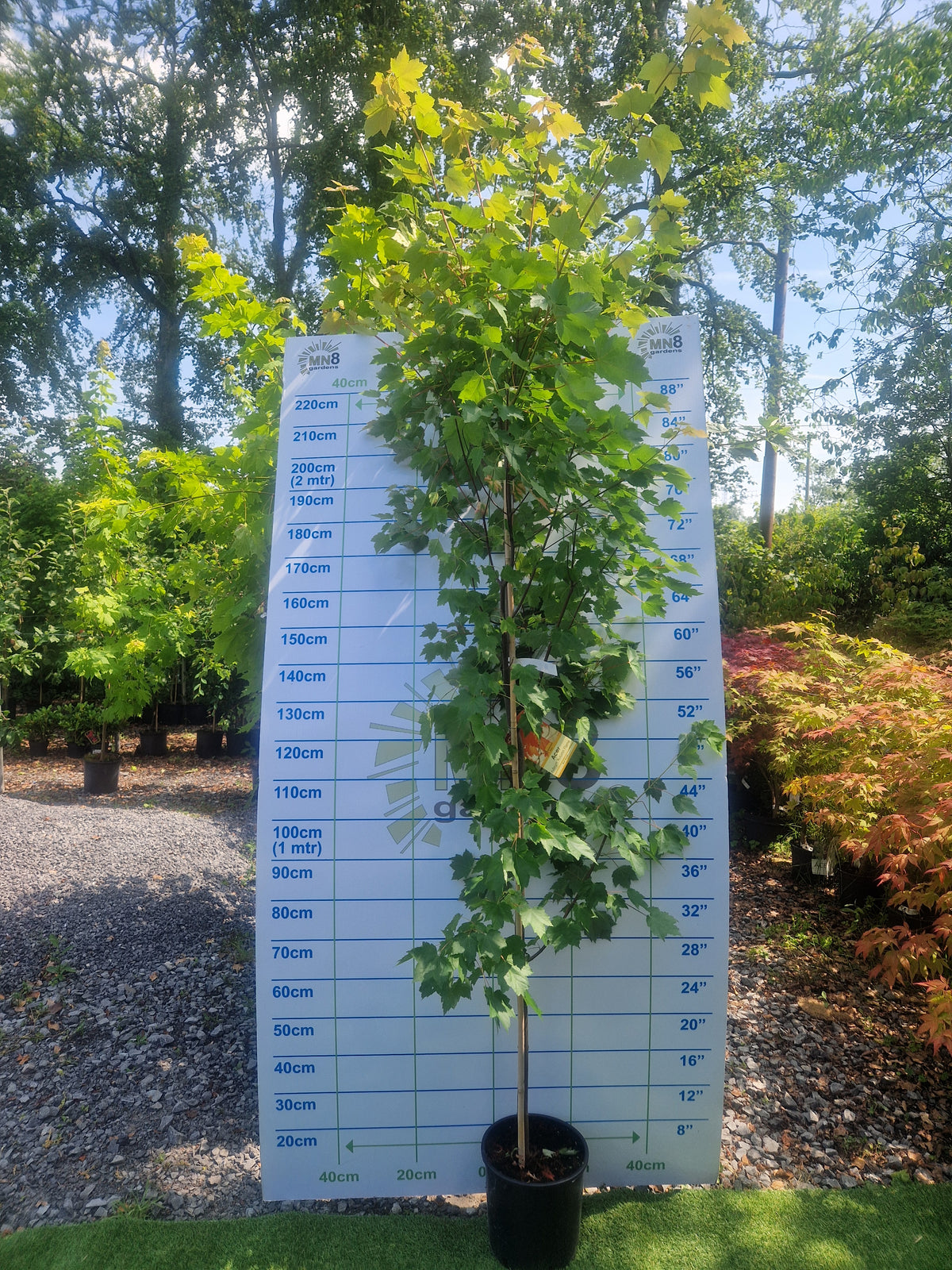 Acer Rubrum Autumn Flame