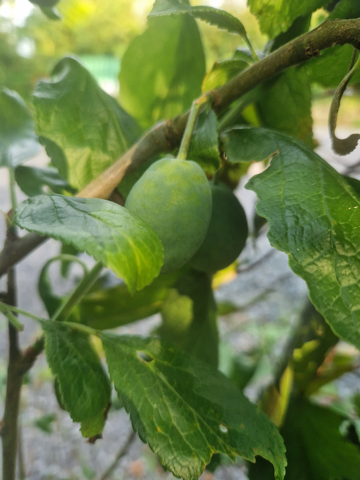 Mixed Fruit Tree Bundle. Special Offer