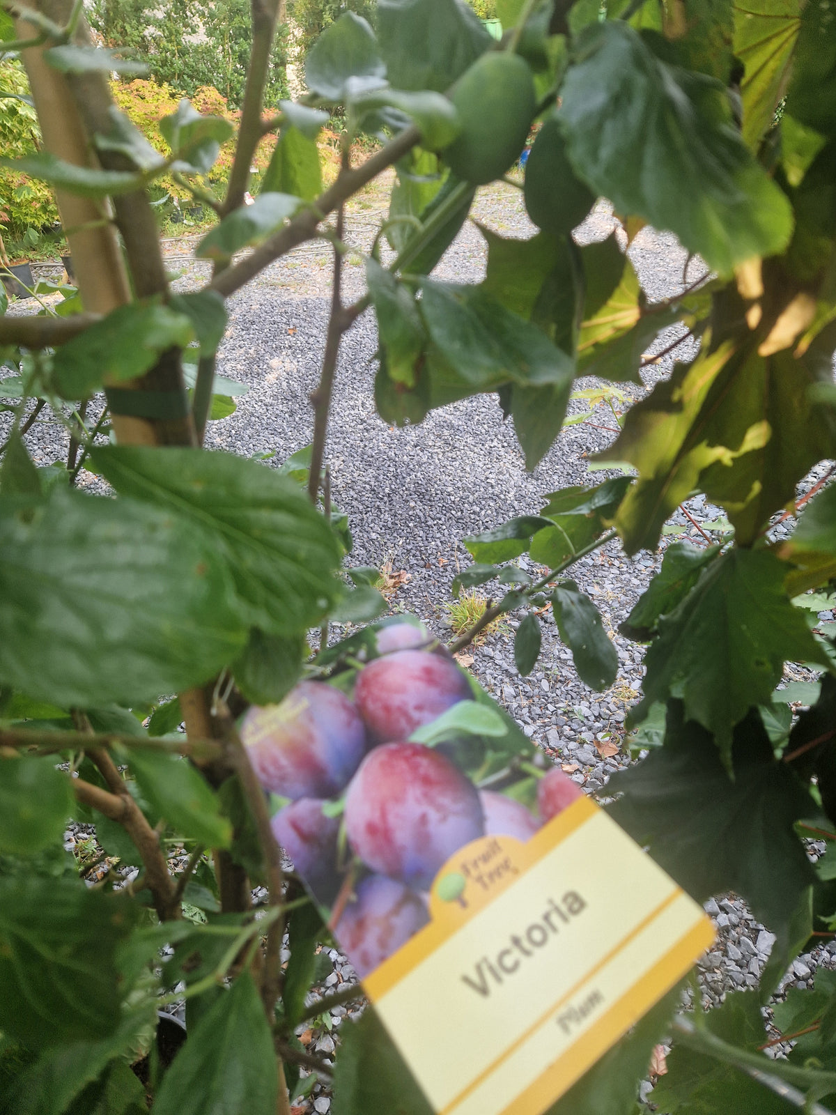 Mixed Fruit Tree Bundle. Special Offer