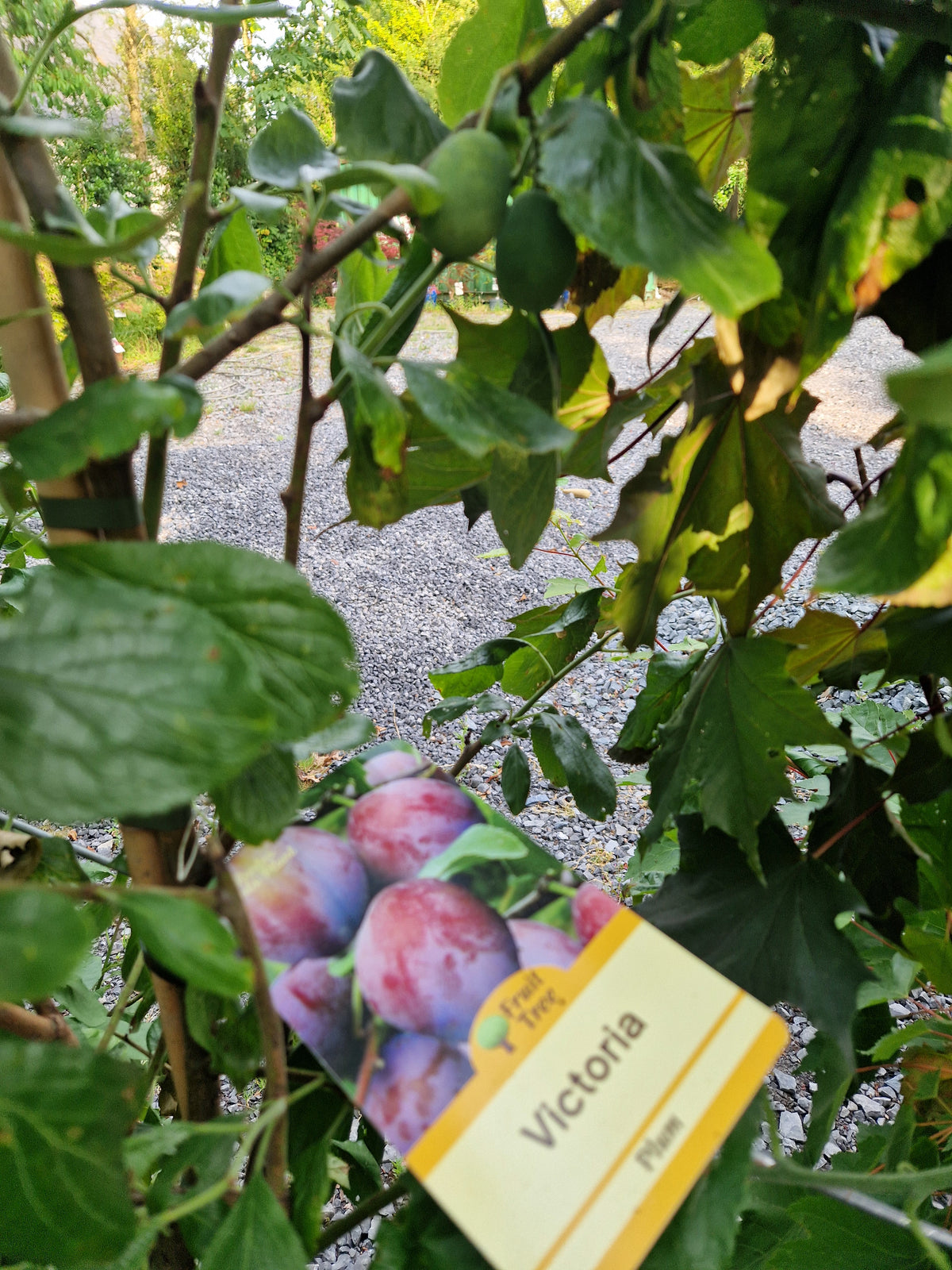 Plum, "Victoria" Fruit Tree
