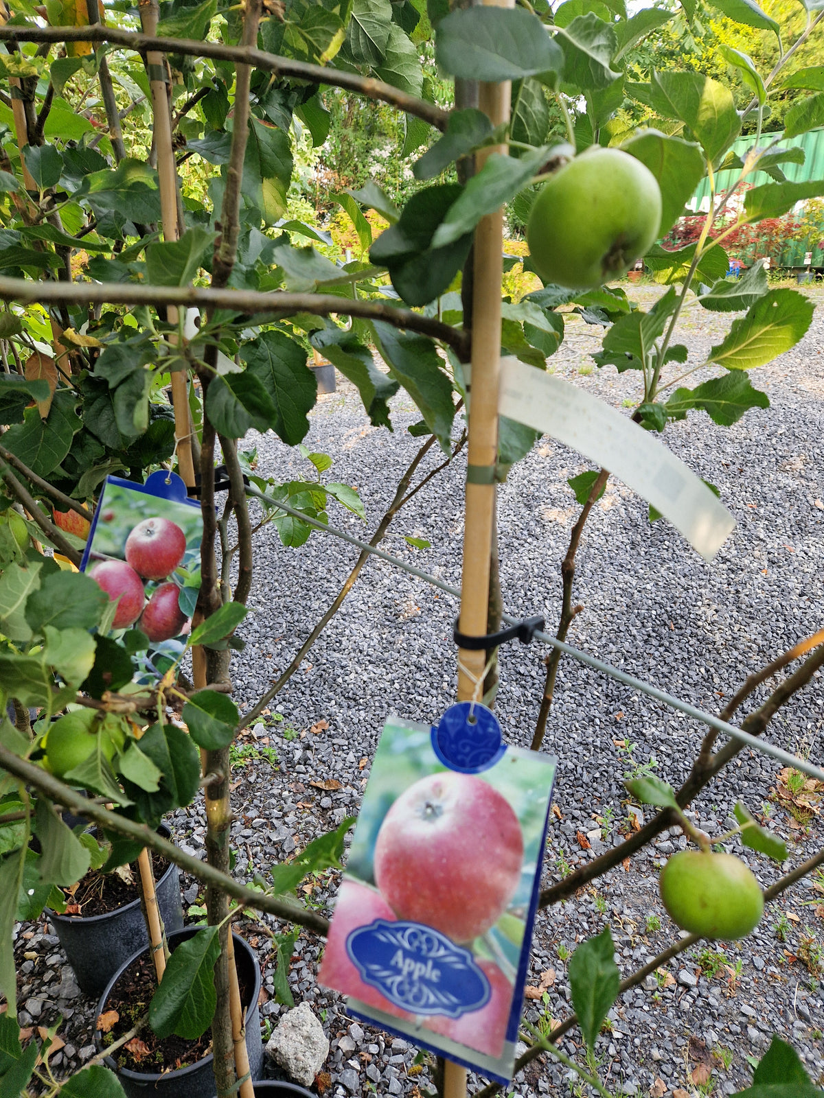 Apple Tree bundle offer Special Offer