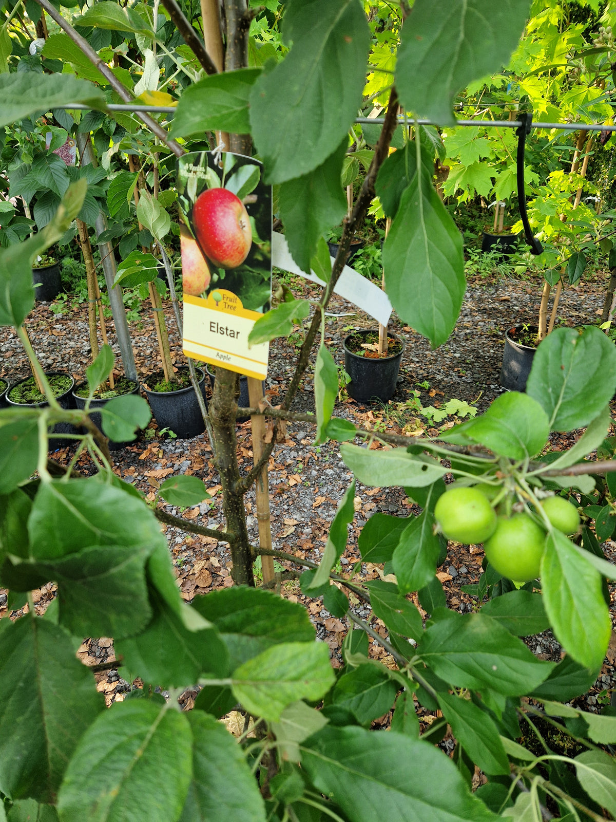 Apple Elstar