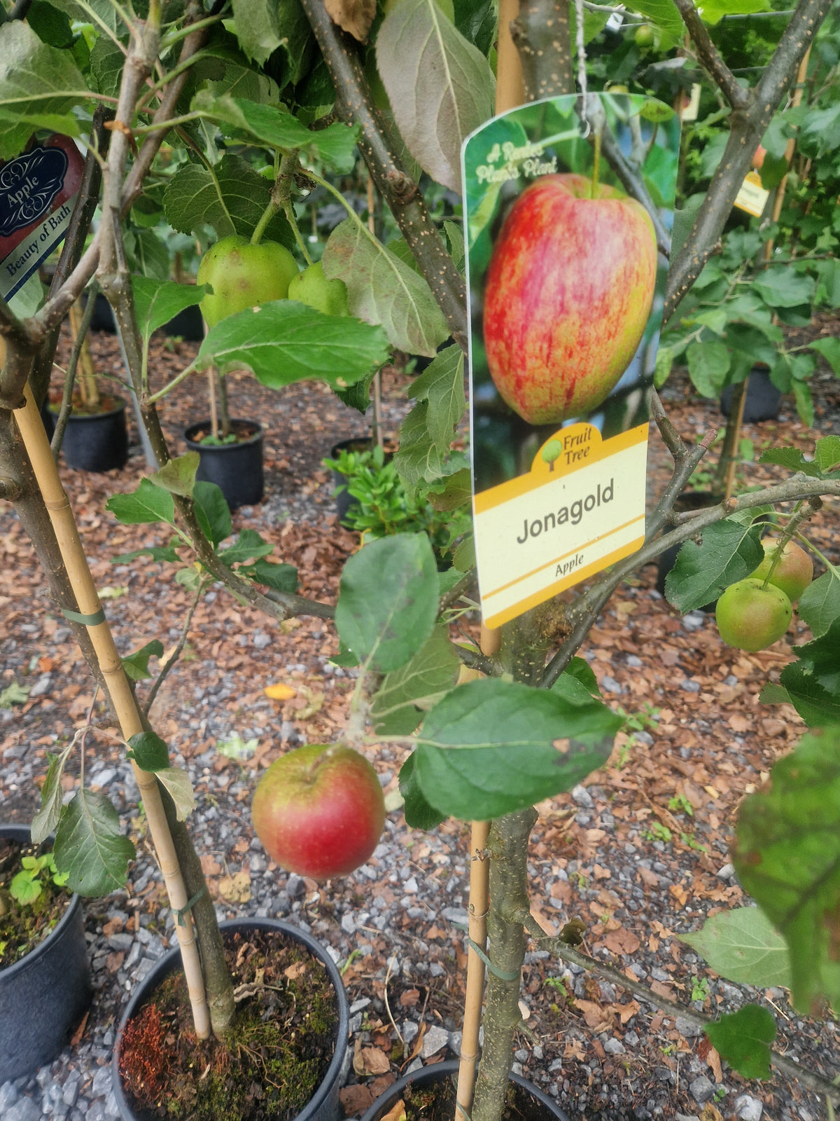 Apple Jonagold