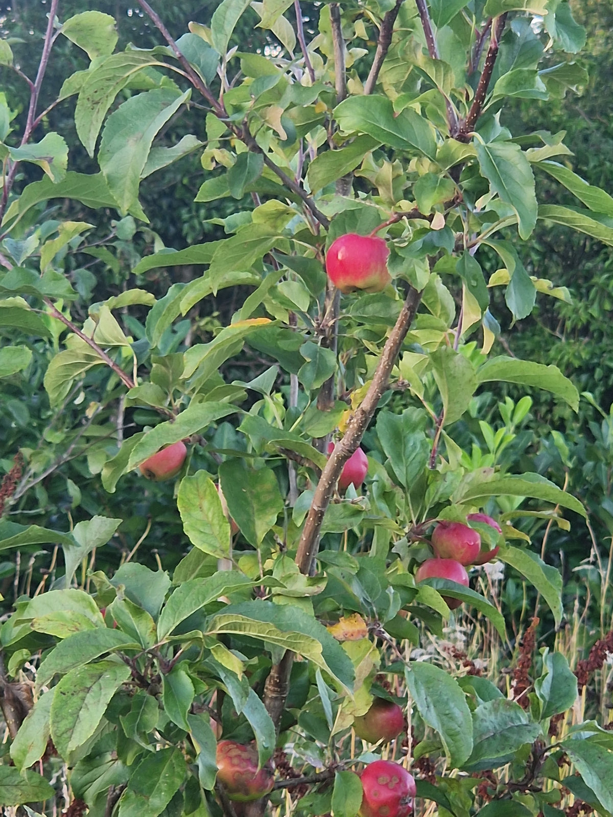 Apple Elstar